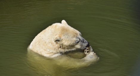 Polar bear, Scandinavian Wildlife Park, Denmark